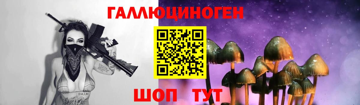 Псилоцибиновые грибы Psilocybe Майкоп